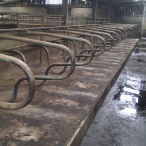Cattle Shed Cleaning
